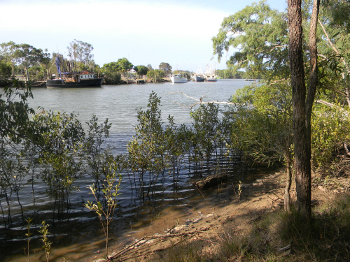 Mangrovie nella Riserva 